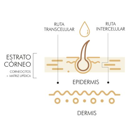 CRESCINA TRANSDERMIC HFSC RE-GROWTH 500 WOMAN - Imagen 6